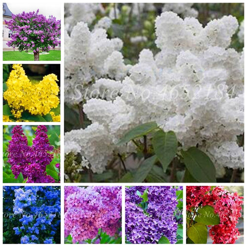 100 Pcs/Bag Bonsai Lilac Bonsai Japanese Lilac (Extremely Fragrant)Clove Flower Bonsai Lilac Trees Outdoor Plant for Home Garden