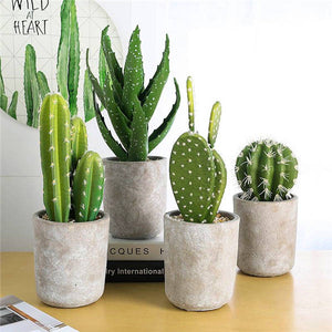 Promotion! 500pcs rare cactus plant Japan best selling succulent flower bonsai plant indoor plant home and garden decoration