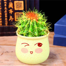 Load image into Gallery viewer, Promotion! 500pcs rare cactus plant Japan best selling succulent flower bonsai plant indoor plant home and garden decoration