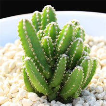 Load image into Gallery viewer, Promotion! 500pcs rare cactus plant Japan best selling succulent flower bonsai plant indoor plant home and garden decoration