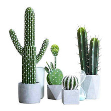 Load image into Gallery viewer, Promotion! 500pcs rare cactus plant Japan best selling succulent flower bonsai plant indoor plant home and garden decoration