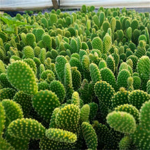 Load image into Gallery viewer, Promotion! 500pcs rare cactus plant Japan best selling succulent flower bonsai plant indoor plant home and garden decoration