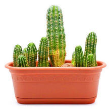 Load image into Gallery viewer, Promotion! 500pcs rare cactus plant Japan best selling succulent flower bonsai plant indoor plant home and garden decoration