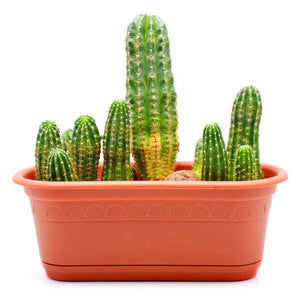 Promotion! 500pcs rare cactus plant Japan best selling succulent flower bonsai plant indoor plant home and garden decoration