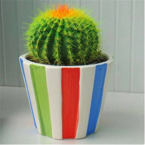 Promotion! 500pcs rare cactus plant Japan best selling succulent flower bonsai plant indoor plant home and garden decoration