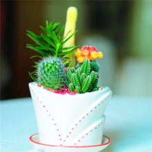 Load image into Gallery viewer, Promotion! 500pcs rare cactus plant Japan best selling succulent flower bonsai plant indoor plant home and garden decoration