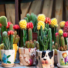 Load image into Gallery viewer, Promotion! 500pcs rare cactus plant Japan best selling succulent flower bonsai plant indoor plant home and garden decoration