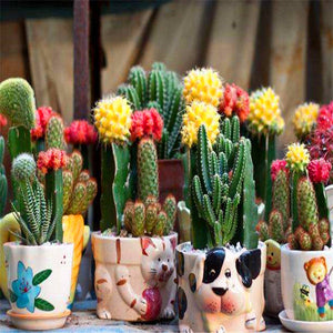 Promotion! 500pcs rare cactus plant Japan best selling succulent flower bonsai plant indoor plant home and garden decoration