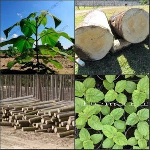 200pcs High Quality paulownia elongata New forest tree bonsais,200pcs/pack fast growing tree Bonsai Plant for Home garden