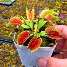 Load image into Gallery viewer, 200Pcs Venus flytrap bonsai Insectivorous plants Clip Flytrap bonsai flower Carnivorous Plants for home garden indoor pot plant