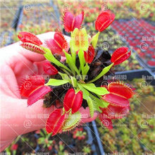 Load image into Gallery viewer, 200Pcs Venus flytrap bonsai Insectivorous plants Clip Flytrap bonsai flower Carnivorous Plants for home garden indoor pot plant