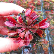 Load image into Gallery viewer, 200Pcs Venus flytrap bonsai Insectivorous plants Clip Flytrap bonsai flower Carnivorous Plants for home garden indoor pot plant