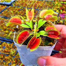 Load image into Gallery viewer, 200Pcs Venus flytrap bonsai Insectivorous plants Clip Flytrap bonsai flower Carnivorous Plants for home garden indoor pot plant