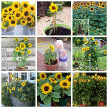 Load image into Gallery viewer, 50 Pcs Mini Sunflower Bonsai Flower, Mixed Sunflower Flower, Indoor Bonsai Flower Plant for Home Garden Ornamental Plants