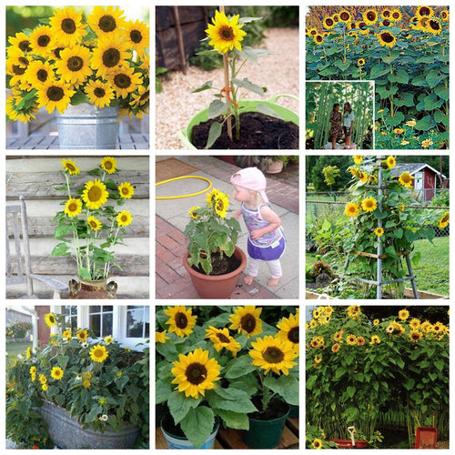 50 Pcs Mini Sunflower Bonsai Flower, Mixed Sunflower Flower, Indoor Bonsai Flower Plant for Home Garden Ornamental Plants