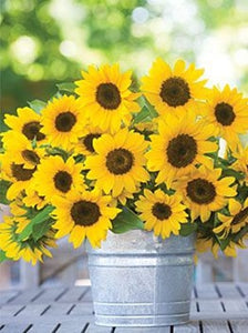 50 Pcs Mini Sunflower Bonsai Flower, Mixed Sunflower Flower, Indoor Bonsai Flower Plant for Home Garden Ornamental Plants