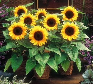 50 Pcs Mini Sunflower Bonsai Flower, Mixed Sunflower Flower, Indoor Bonsai Flower Plant for Home Garden Ornamental Plants