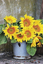 Load image into Gallery viewer, 50 Pcs Mini Sunflower Bonsai Flower, Mixed Sunflower Flower, Indoor Bonsai Flower Plant for Home Garden Ornamental Plants