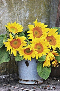 50 Pcs Mini Sunflower Bonsai Flower, Mixed Sunflower Flower, Indoor Bonsai Flower Plant for Home Garden Ornamental Plants