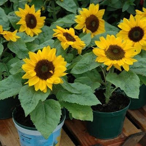 50 Pcs Mini Sunflower Bonsai Flower, Mixed Sunflower Flower, Indoor Bonsai Flower Plant for Home Garden Ornamental Plants