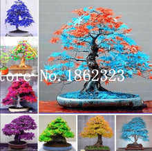 Load image into Gallery viewer, Hot Sale! 30 pcs Maple tree Bonsa, bonsai blue maple tree japanese maple Bonsa, plants for home garden and Balcony, Easy to Grow