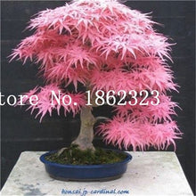 Load image into Gallery viewer, Hot Sale! 30 pcs Maple tree Bonsa, bonsai blue maple tree japanese maple Bonsa, plants for home garden and Balcony, Easy to Grow