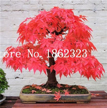 Load image into Gallery viewer, Hot Sale! 30 pcs Maple tree Bonsa, bonsai blue maple tree japanese maple Bonsa, plants for home garden and Balcony, Easy to Grow