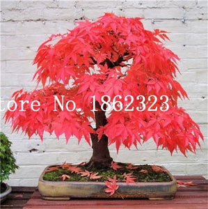 Hot Sale! 30 pcs Maple tree Bonsa, bonsai blue maple tree japanese maple Bonsa, plants for home garden and Balcony, Easy to Grow