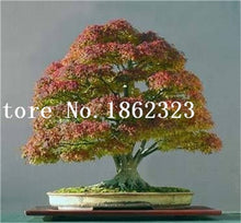 Load image into Gallery viewer, Hot Sale! 30 pcs Maple tree Bonsa, bonsai blue maple tree japanese maple Bonsa, plants for home garden and Balcony, Easy to Grow