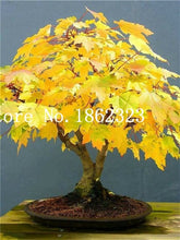 Load image into Gallery viewer, Hot Sale! 30 pcs Maple tree Bonsa, bonsai blue maple tree japanese maple Bonsa, plants for home garden and Balcony, Easy to Grow