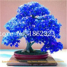 Load image into Gallery viewer, Hot Sale! 30 pcs Maple tree Bonsa, bonsai blue maple tree japanese maple Bonsa, plants for home garden and Balcony, Easy to Grow