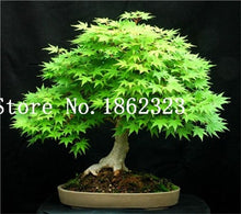 Load image into Gallery viewer, Hot Sale! 30 pcs Maple tree Bonsa, bonsai blue maple tree japanese maple Bonsa, plants for home garden and Balcony, Easy to Grow