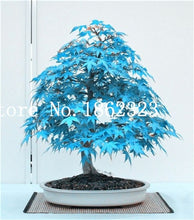 Load image into Gallery viewer, Hot Sale! 30 pcs Maple tree Bonsa, bonsai blue maple tree japanese maple Bonsa, plants for home garden and Balcony, Easy to Grow