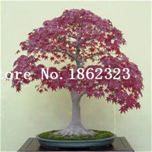 Load image into Gallery viewer, Hot Sale! 30 pcs Maple tree Bonsa, bonsai blue maple tree japanese maple Bonsa, plants for home garden and Balcony, Easy to Grow