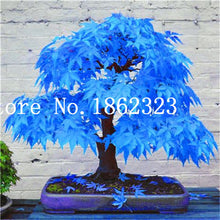 Load image into Gallery viewer, Hot Sale! 30 pcs Maple tree Bonsa, bonsai blue maple tree japanese maple Bonsa, plants for home garden and Balcony, Easy to Grow