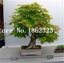 Load image into Gallery viewer, Hot Sale! 30 pcs Maple tree Bonsa, bonsai blue maple tree japanese maple Bonsa, plants for home garden and Balcony, Easy to Grow