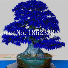 Load image into Gallery viewer, Hot Sale! 30 pcs Maple tree Bonsa, bonsai blue maple tree japanese maple Bonsa, plants for home garden and Balcony, Easy to Grow