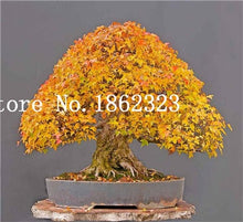 Load image into Gallery viewer, Hot Sale! 30 pcs Maple tree Bonsa, bonsai blue maple tree japanese maple Bonsa, plants for home garden and Balcony, Easy to Grow