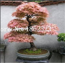 Load image into Gallery viewer, Hot Sale! 30 pcs Maple tree Bonsa, bonsai blue maple tree japanese maple Bonsa, plants for home garden and Balcony, Easy to Grow