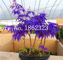 Load image into Gallery viewer, Hot Sale! 30 pcs Maple tree Bonsa, bonsai blue maple tree japanese maple Bonsa, plants for home garden and Balcony, Easy to Grow