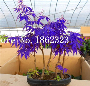 Hot Sale! 30 pcs Maple tree Bonsa, bonsai blue maple tree japanese maple Bonsa, plants for home garden and Balcony, Easy to Grow