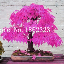 Load image into Gallery viewer, Hot Sale! 30 pcs Maple tree Bonsa, bonsai blue maple tree japanese maple Bonsa, plants for home garden and Balcony, Easy to Grow