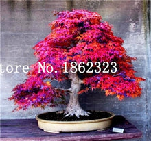 Load image into Gallery viewer, Hot Sale! 30 pcs Maple tree Bonsa, bonsai blue maple tree japanese maple Bonsa, plants for home garden and Balcony, Easy to Grow