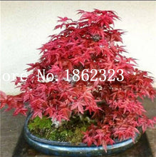 Load image into Gallery viewer, Hot Sale! 30 pcs Maple tree Bonsa, bonsai blue maple tree japanese maple Bonsa, plants for home garden and Balcony, Easy to Grow