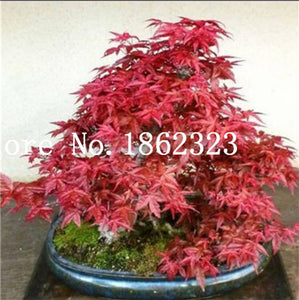 Hot Sale! 30 pcs Maple tree Bonsa, bonsai blue maple tree japanese maple Bonsa, plants for home garden and Balcony, Easy to Grow