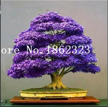 Load image into Gallery viewer, Hot Sale! 30 pcs Maple tree Bonsa, bonsai blue maple tree japanese maple Bonsa, plants for home garden and Balcony, Easy to Grow