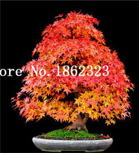 Load image into Gallery viewer, Hot Sale! 30 pcs Maple tree Bonsa, bonsai blue maple tree japanese maple Bonsa, plants for home garden and Balcony, Easy to Grow