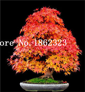 Hot Sale! 30 pcs Maple tree Bonsa, bonsai blue maple tree japanese maple Bonsa, plants for home garden and Balcony, Easy to Grow