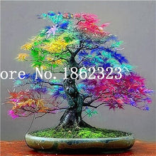 Load image into Gallery viewer, Hot Sale! 30 pcs Maple tree Bonsa, bonsai blue maple tree japanese maple Bonsa, plants for home garden and Balcony, Easy to Grow