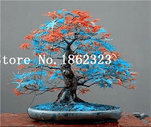 Load image into Gallery viewer, Hot Sale! 30 pcs Maple tree Bonsa, bonsai blue maple tree japanese maple Bonsa, plants for home garden and Balcony, Easy to Grow